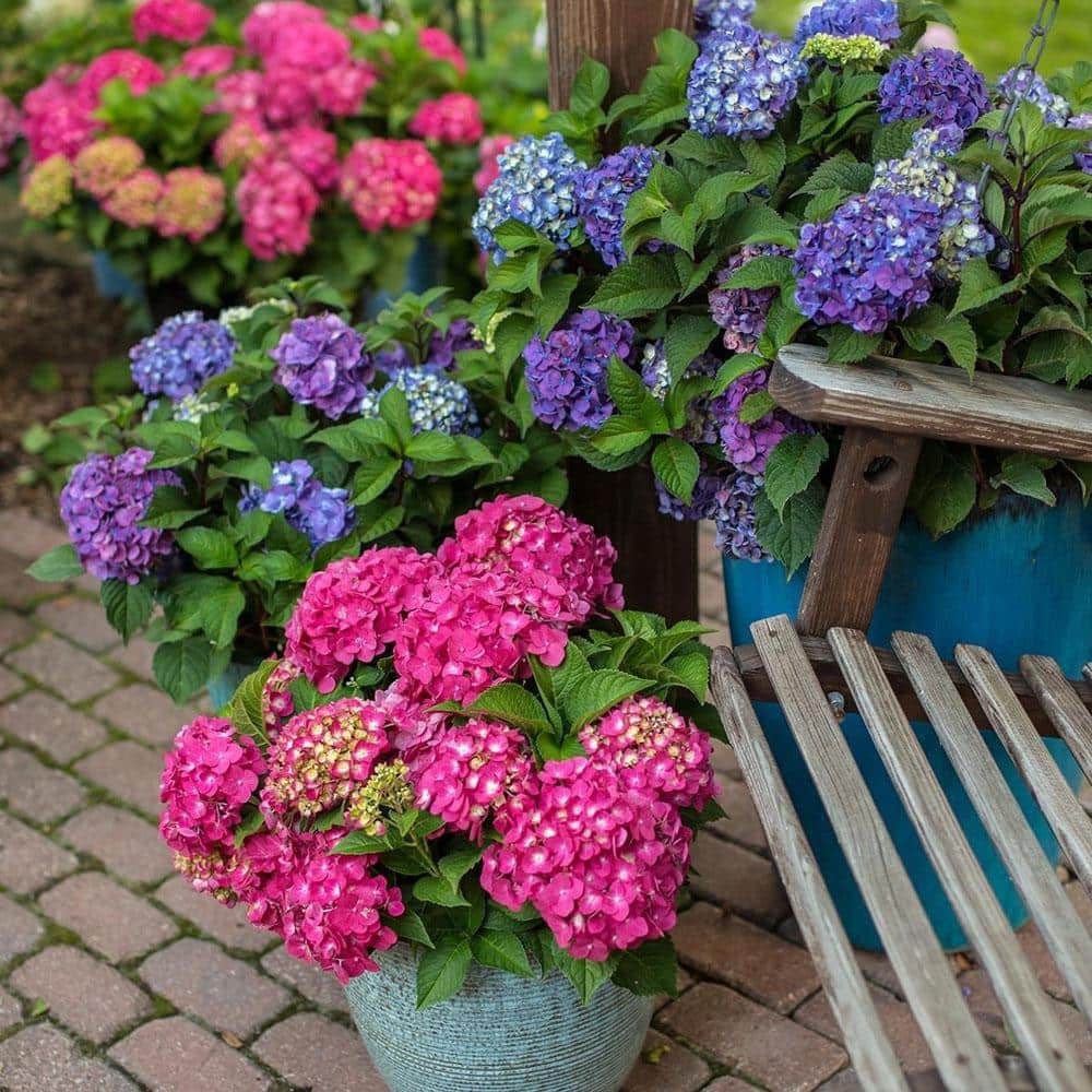2 Gal. Summer Crush Reblooming Hydrangea Flowering Shrubs with Raspberry Red Flo