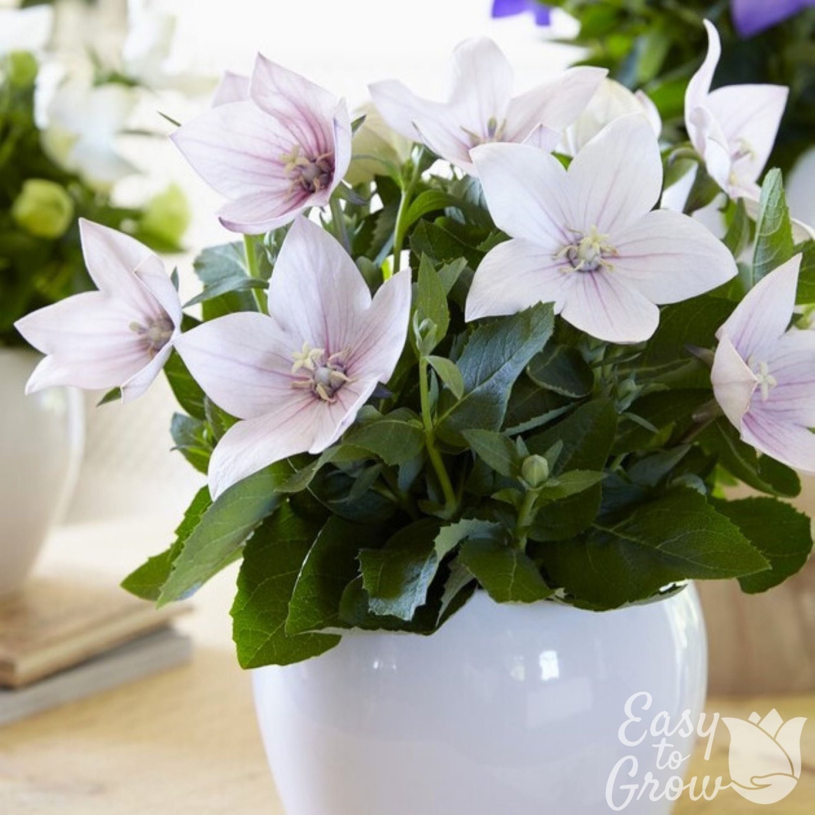 Platycodon Astra Pink 2 Potted Plants Rooted in Quart Pots, Easy to Grow