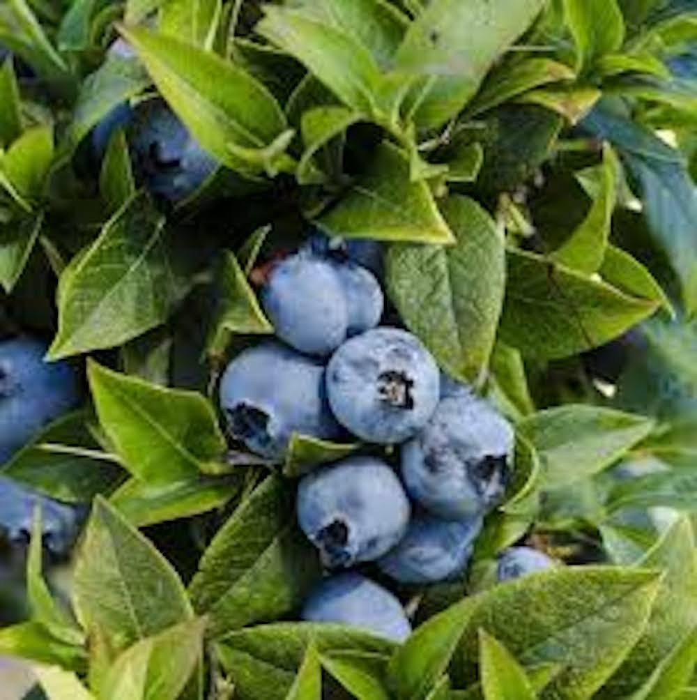 5 Top Hat Dwarf Blueberry Plant Vaccinium angustifolium Starter Plant