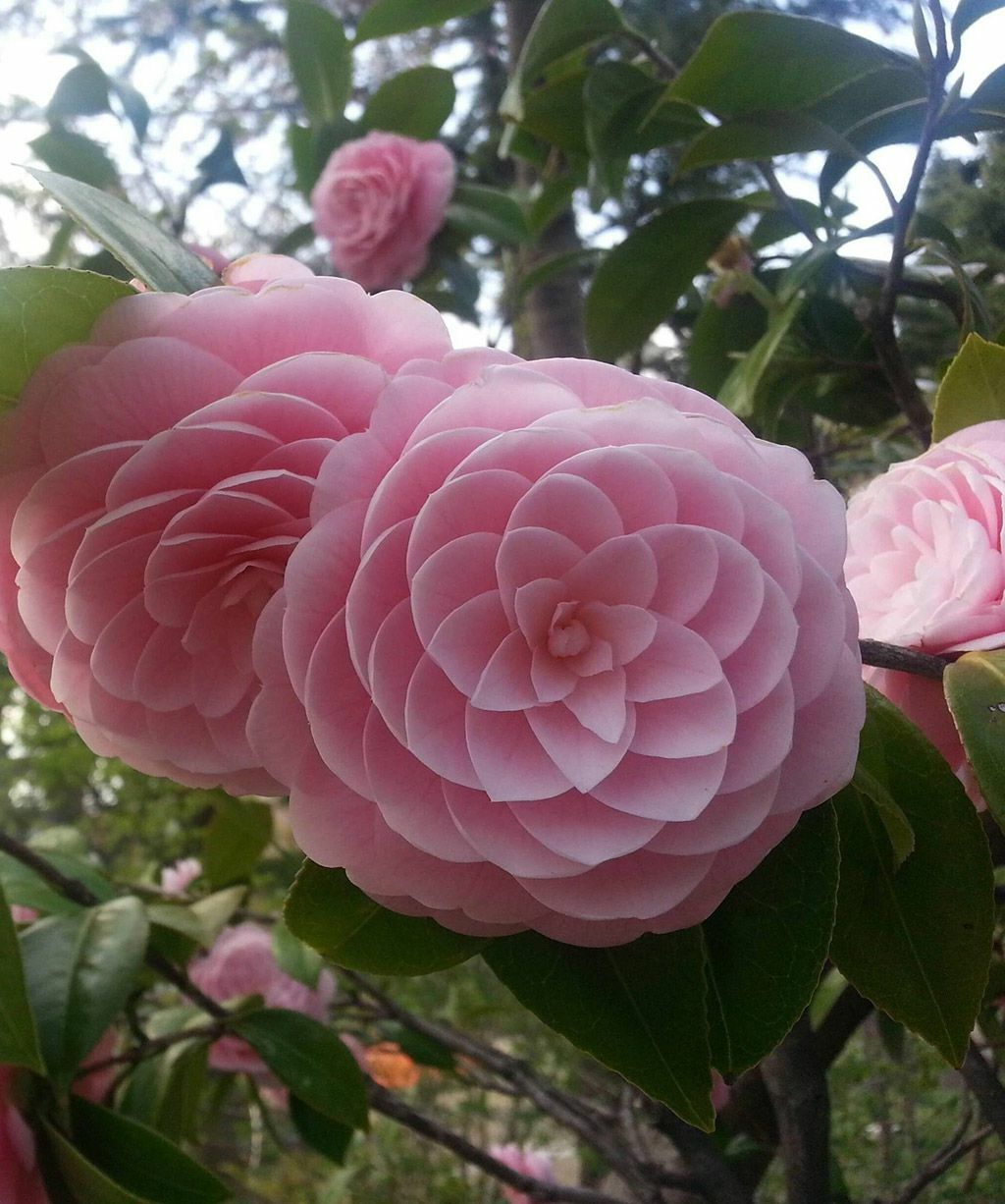 **PINK PERFECTION**Unique Bloom*Camellia Japonica-Live Starter Plant -USA SELLER