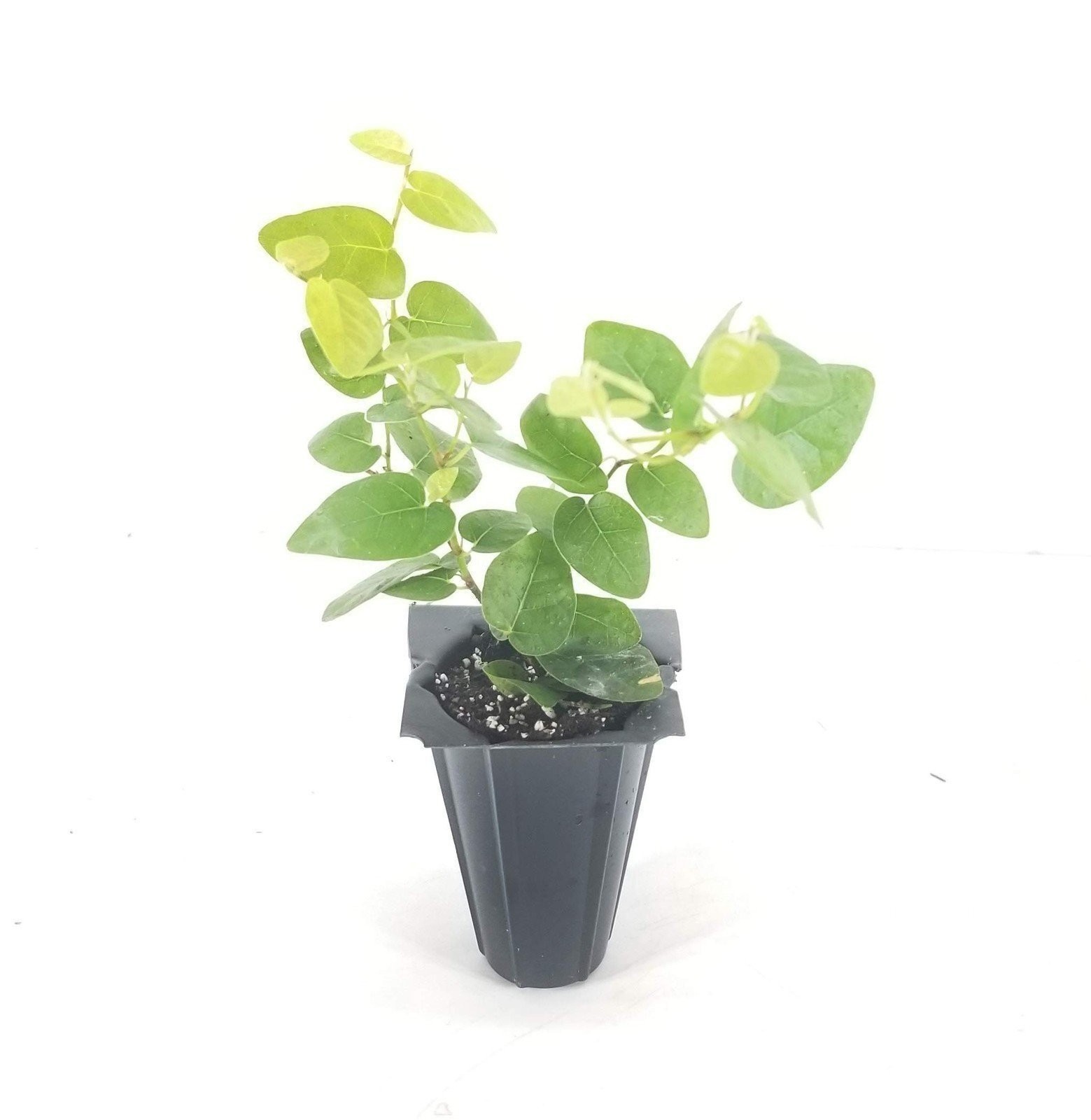 Creeping Fig Plant Ficus Pumila Climbing Vine – 30 Live Fully Rooted Plants
