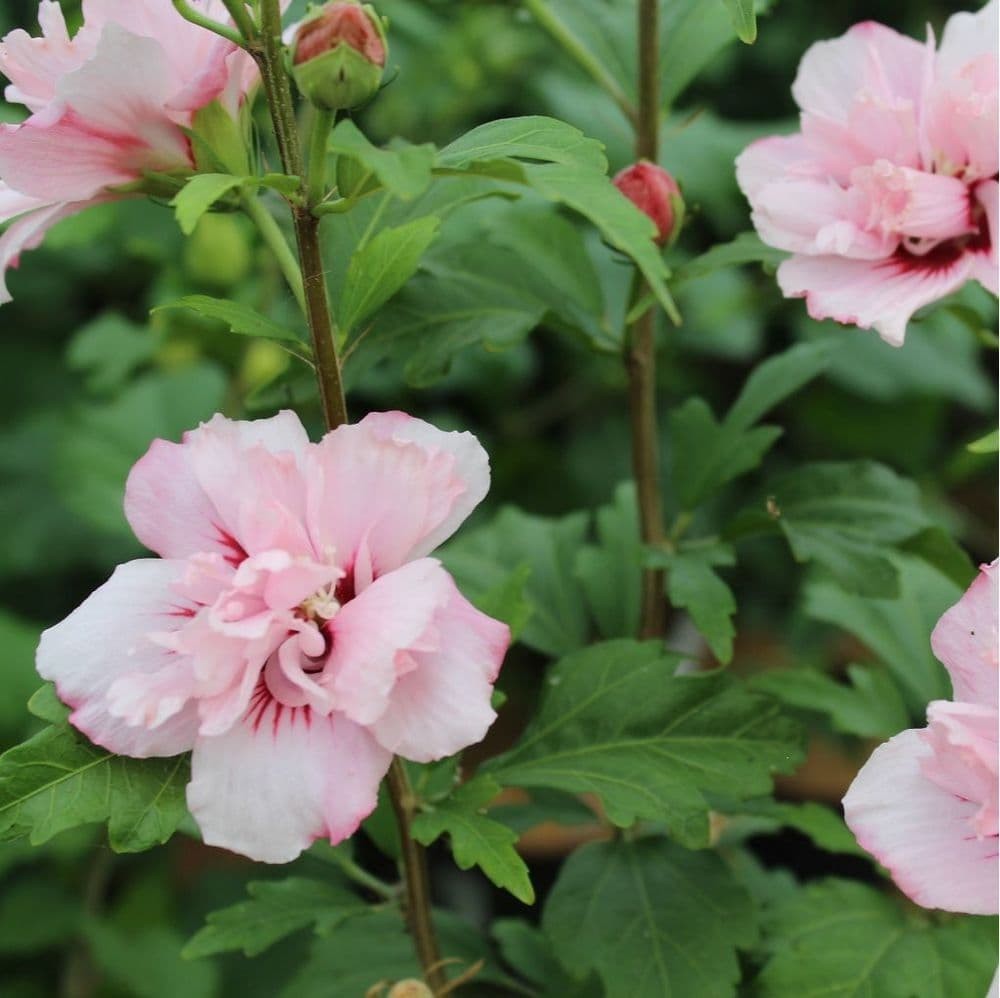 Blushing Bride Hibiscus ( Althea ) – Rose Of Sharon – Live Plant – ( 1 QT )