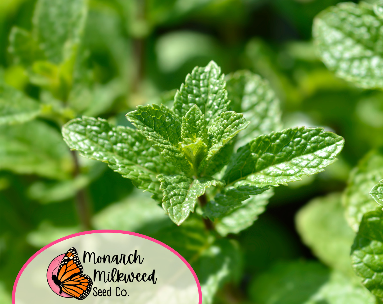 3,000+ Spearmint Seeds | Container Herb Gardening for Mint Plant, Mentha spicata