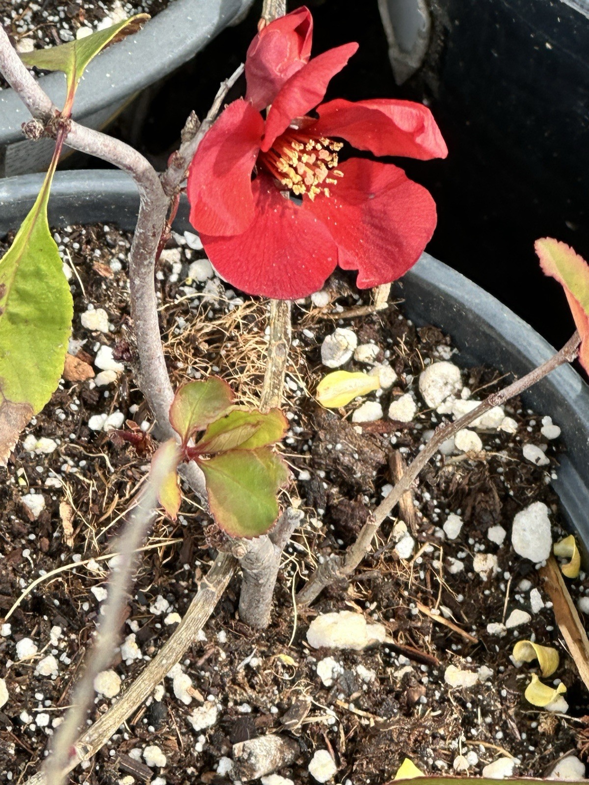 Chaenomeles Texas Scarlet Red Quince 1 G. Live 6-8” Flower Plant Bush Bonsai