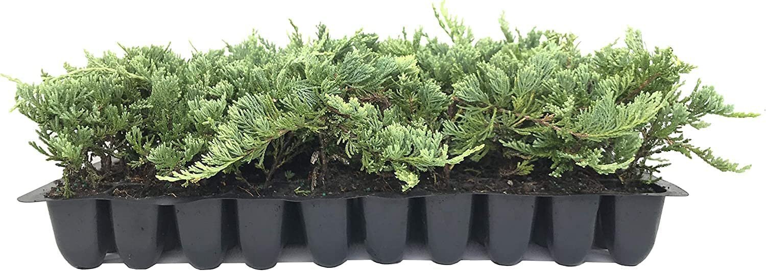 Blue Rug Juniper | 10 Live Plants | Drought Tolerant Cold Hardy Evergreen…