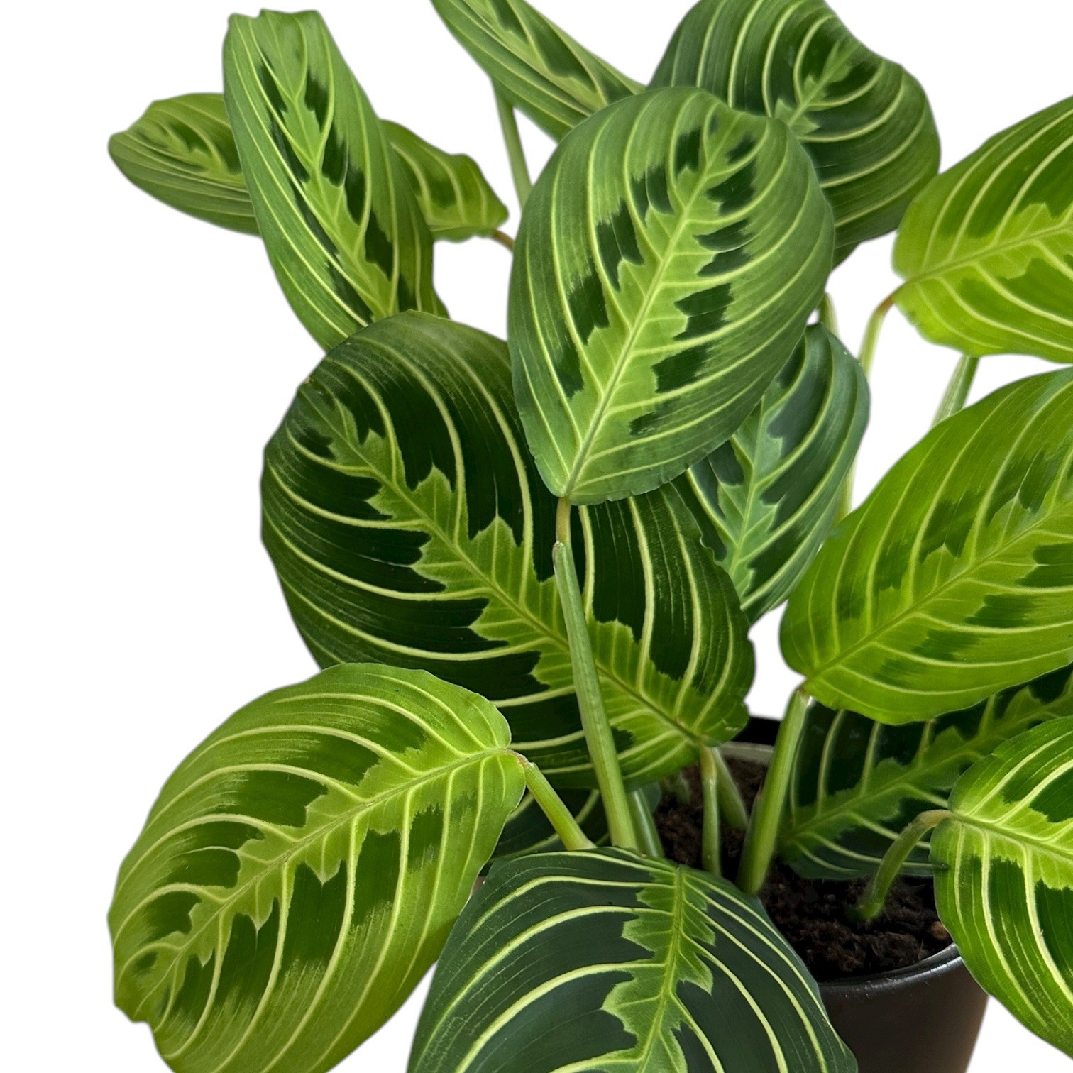 Live Plant, Lemon Lime Prayer Plant, Pet friendly, Rare, In 4.7 Inch white pot