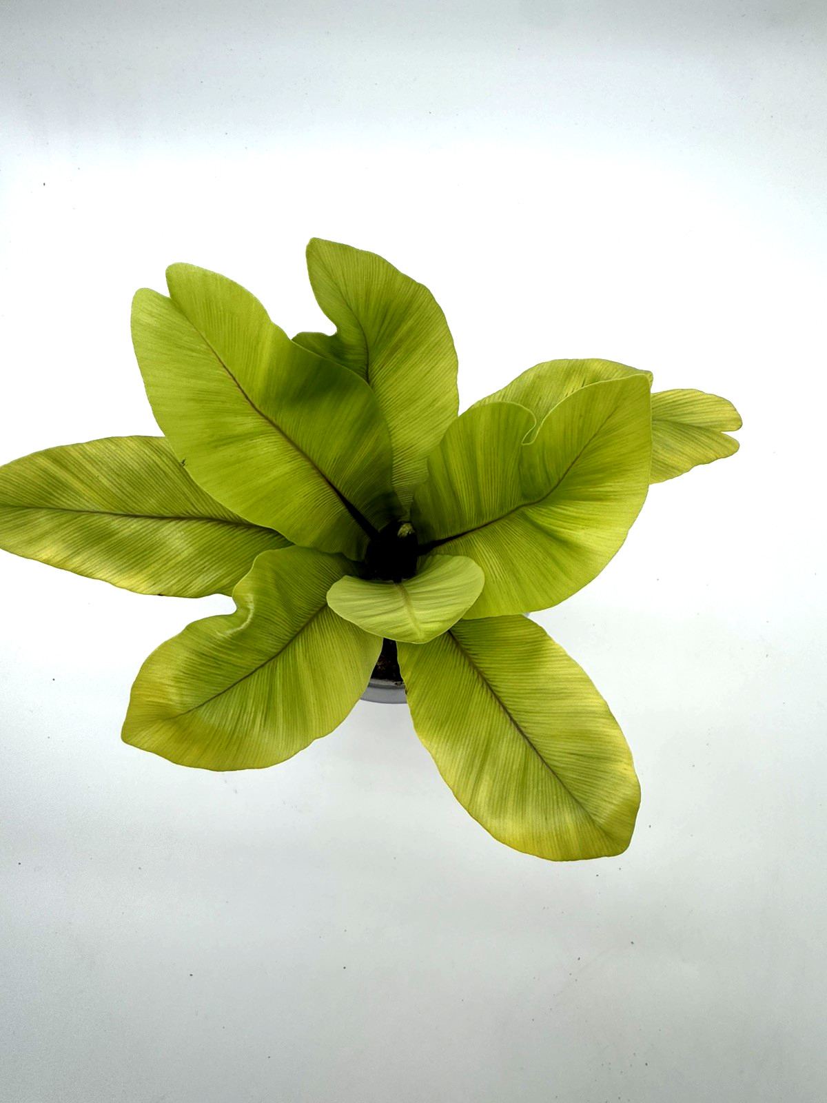 Bird’s Nest ‘Nidus’ Fern 5 IN hanging pot