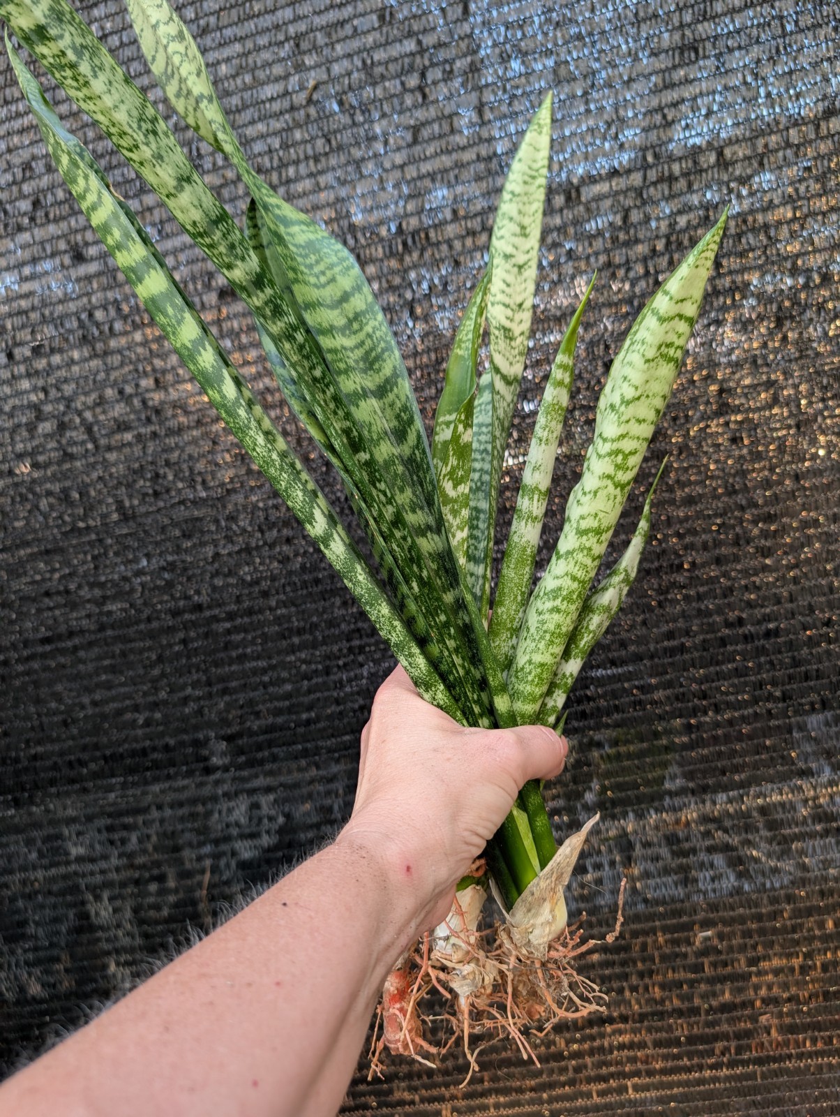 Snake Plant Bare Root – Sansevieria / Dracaena trifasciata – Easy Air Purifying