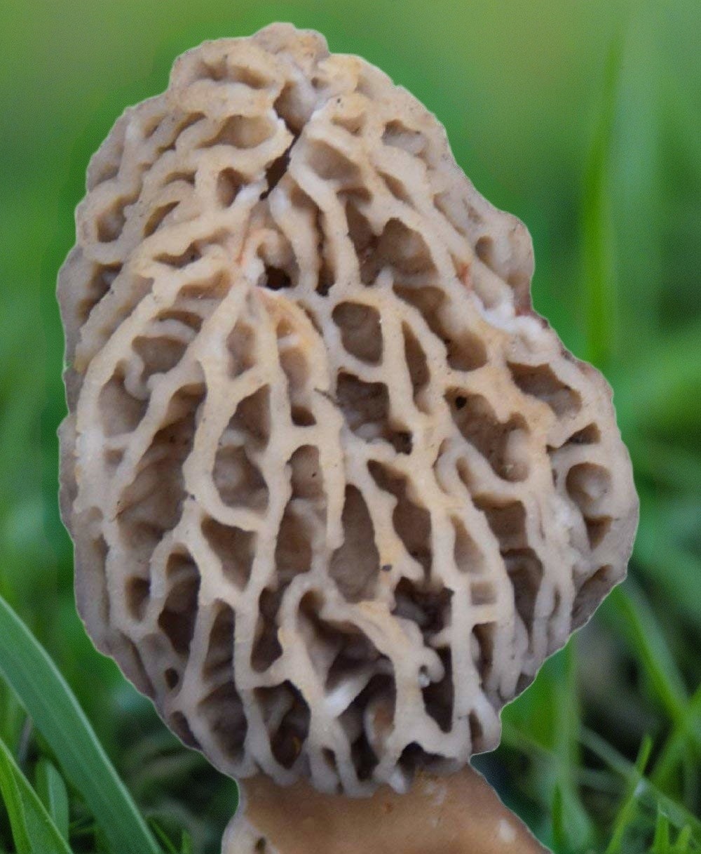 Morel Grow Kit & Morel Sticker