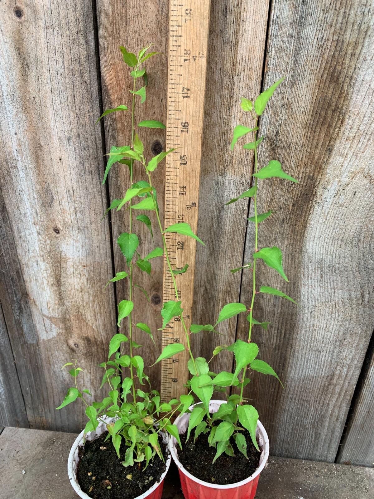 1 Japanese Ume Fruit Tree, or Plum Fruit Tree, Prunus Mume, Maesil, Tree