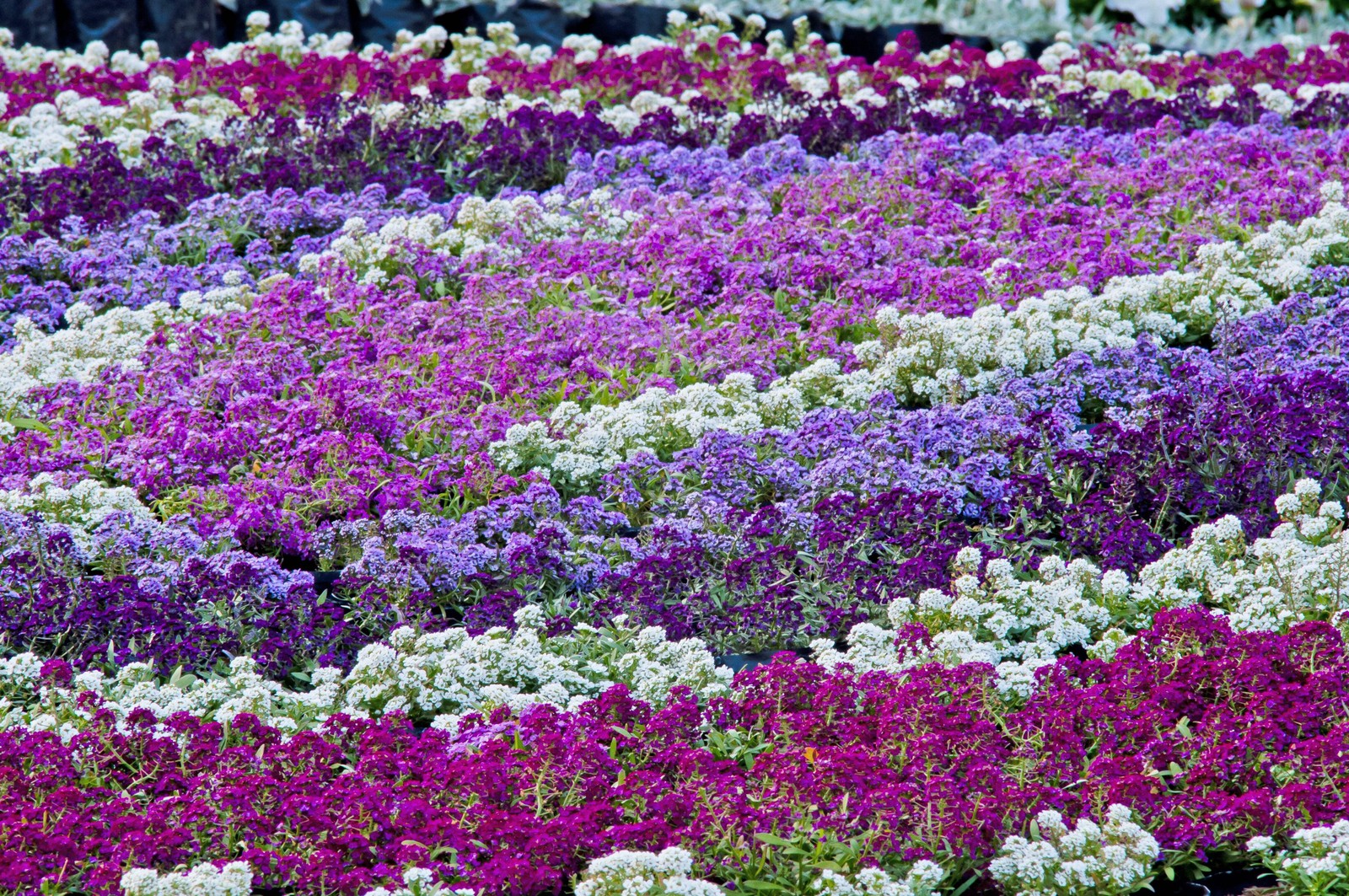 500 Sweet ALYSSUM PASTEL CARPET MIX Lobularia Maritima Flower Seeds *Comb S/H