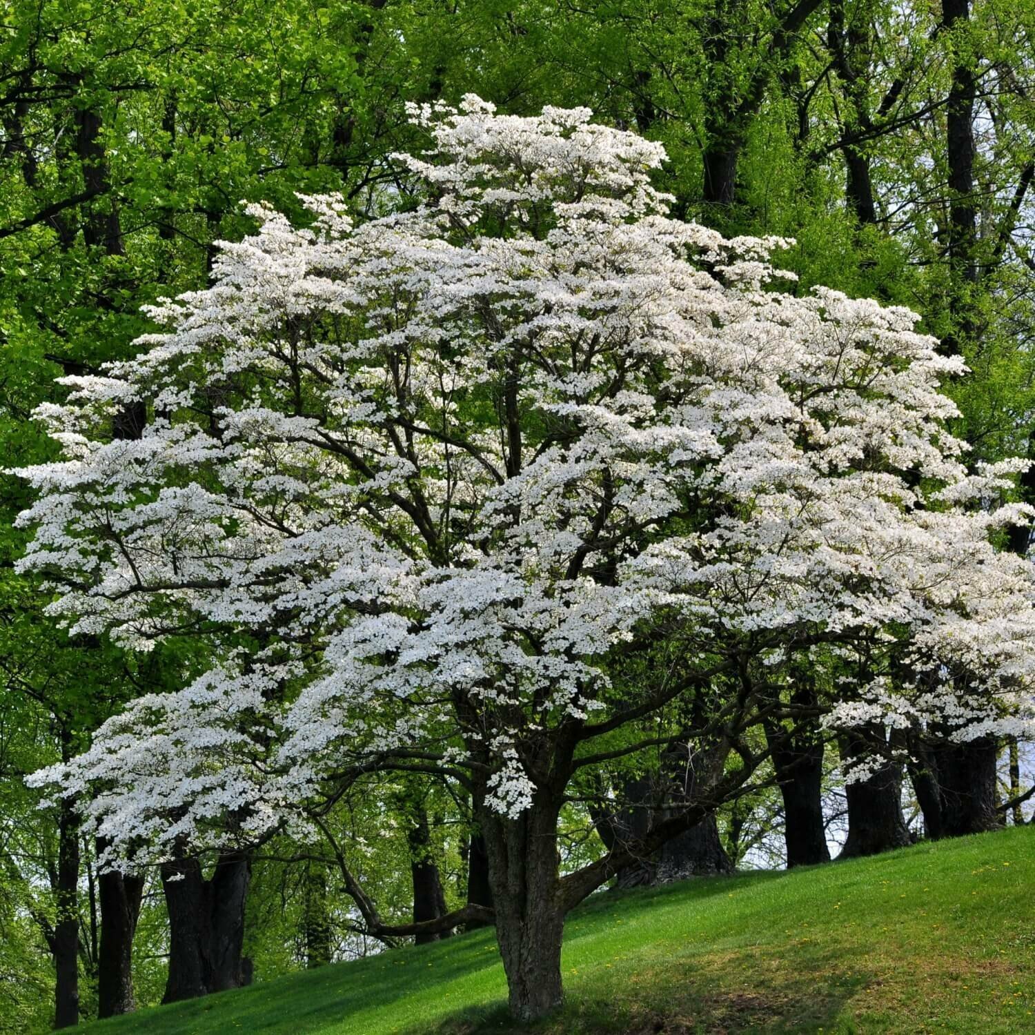 White Flowering Dogwood Tree, 10-16″ Tall Live Plant, Quart Pot – Cornus florida