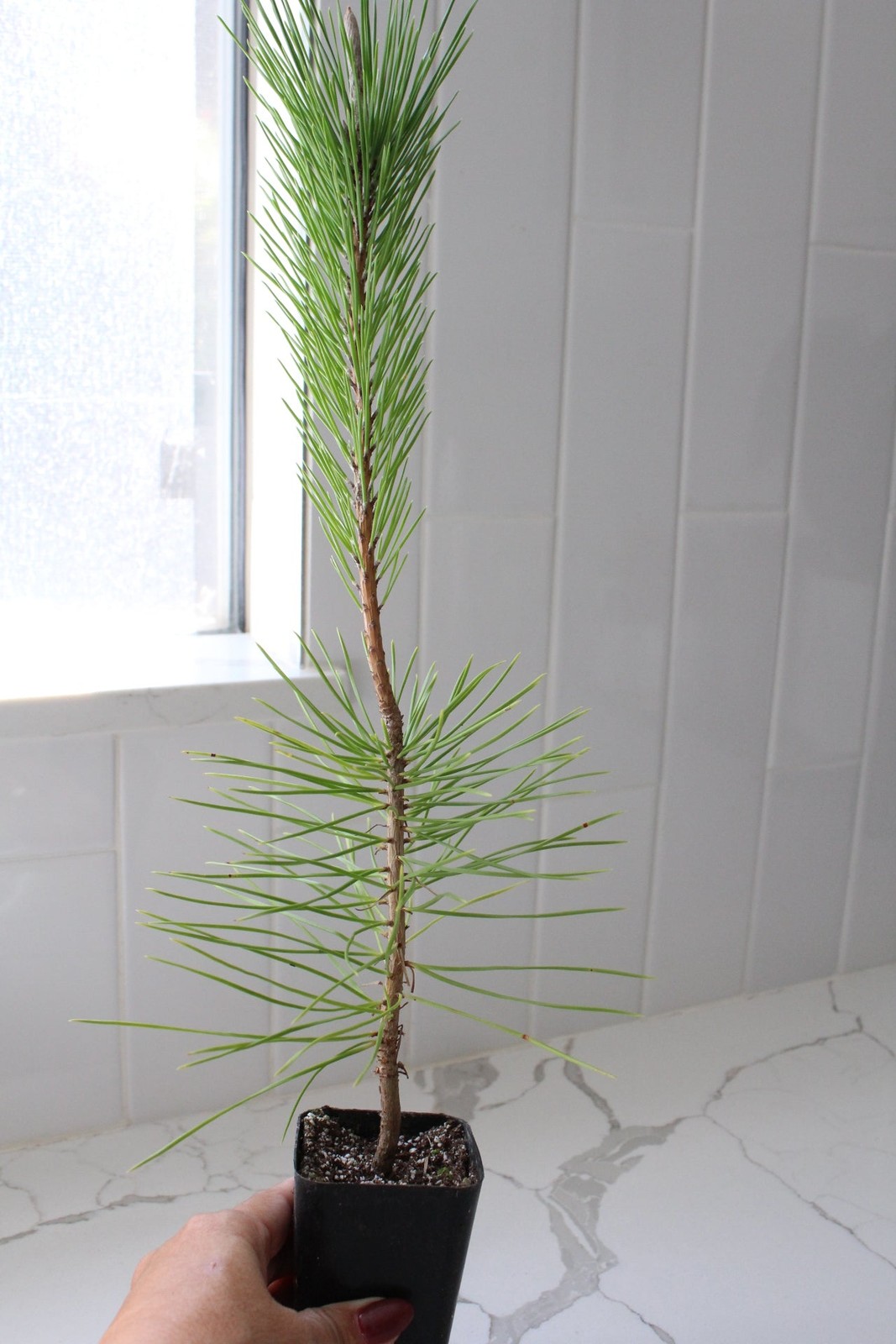 Japanese Black Pine Bonsai, 2 Inch Pot, Live Tree Starter, Beginner Friendly