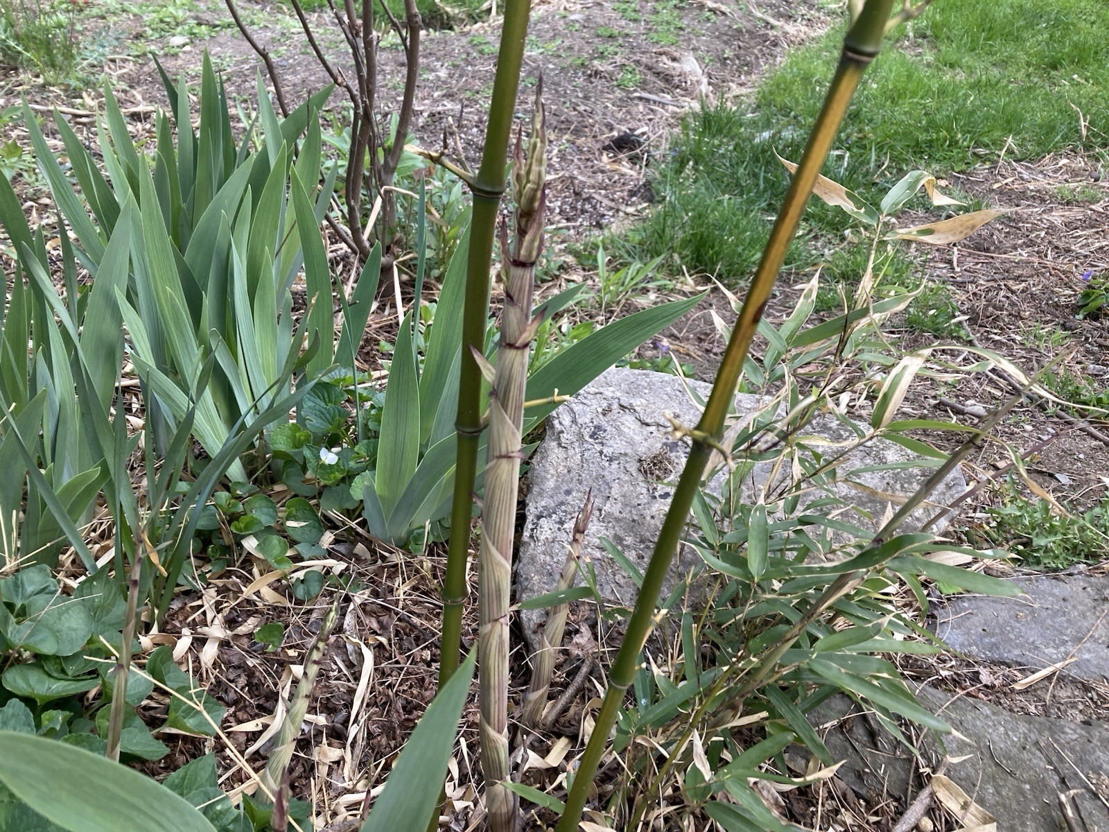 Yellow Groove Bamboo Cold Hardy Zone 5 Rhizomes 3 Ct.