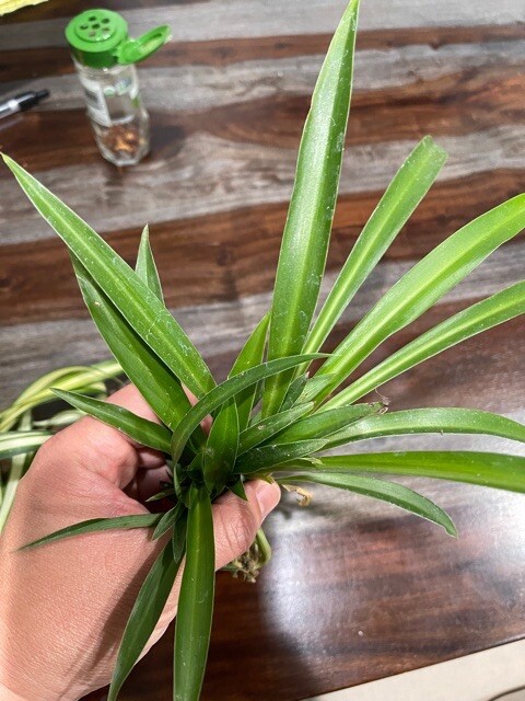 🔥Sale🔥 15 SPIDER PLANTS LIVE-All Solid Green Variety (15🌱’s)