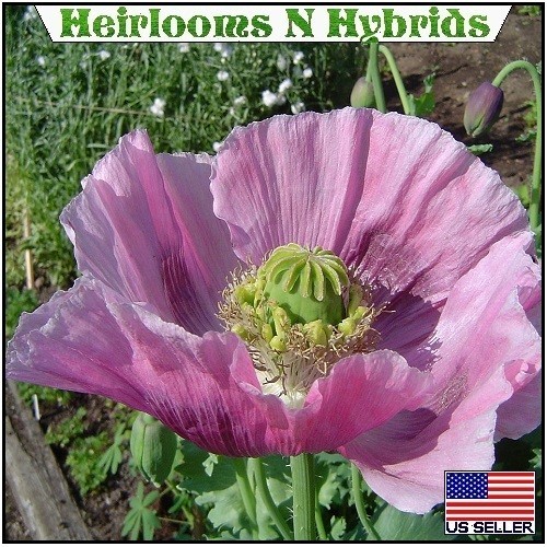 20,000 Hungarian Poppy Seeds Stratified Papaever Somniferum Import For Planting
