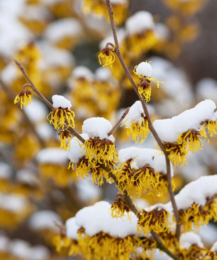 2 Live Witchhazel Plant, Hamamelis virginiana, 8” Tall, 4” Pot, Deciduous Shrub