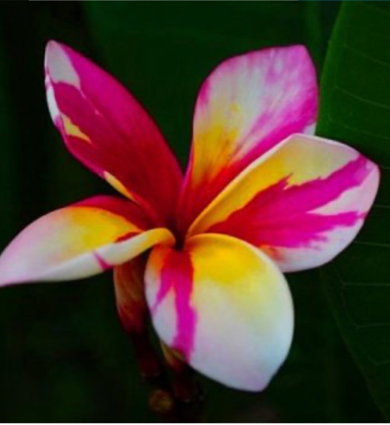 Pakakytong -Plumeria Rubra Frangipani-SMALL Rooted Seedling Plant-6”-13” tall