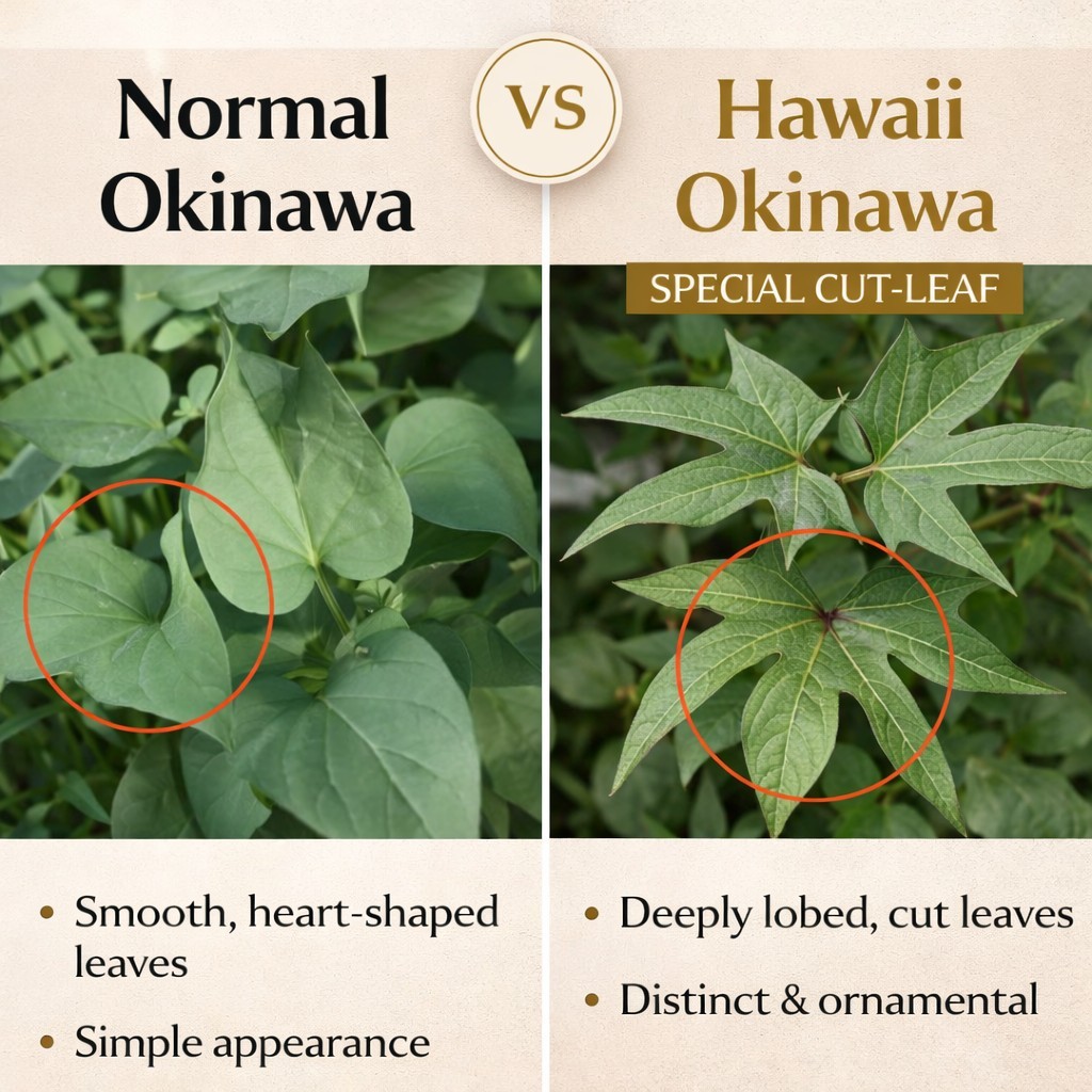 5 Okinawa Hawaiian Special – Sweet Potato Plants Rare Starter Cup – 5 In 1 Cup.