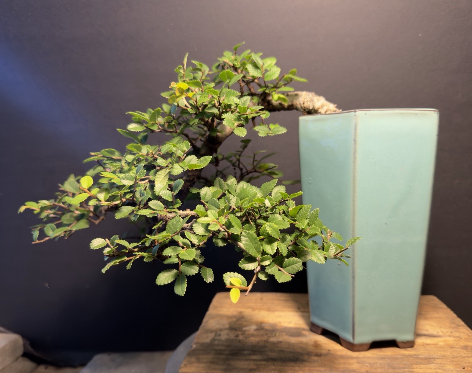 Bonsai Tree Cork Bark Chinese Elm Cascade From Root Cutting Quality Chinese Pot