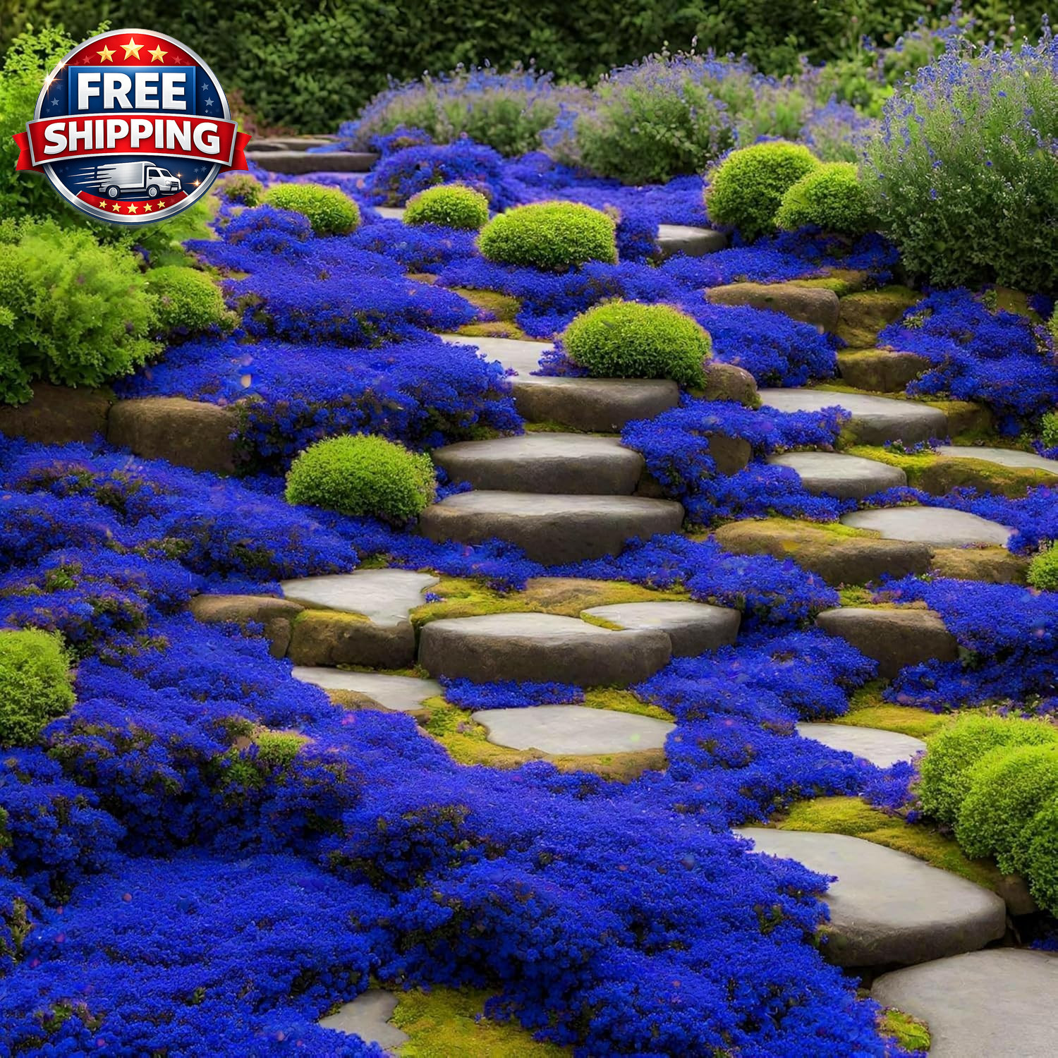 29000+ Magic Creeping Thyme Seeds for Planting Perennial Ground Cover Plants Thy