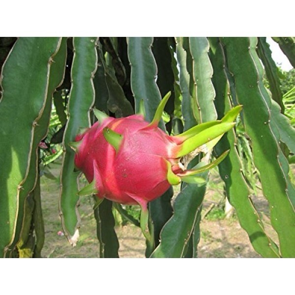 2 Organic Dragon fruit cutting 8-12 In Multiple Varieties