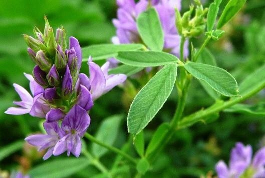 Alfalfa (Medicago sativa) SEEDS