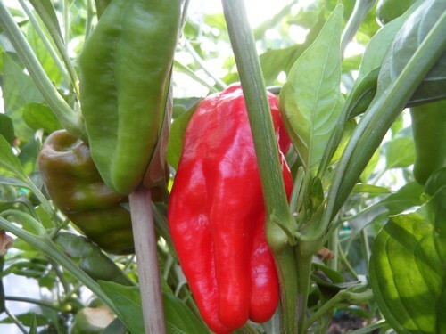 RARE✿ Heirloom Leutschauer Hot Pepper 15 Seeds ● Medium Heat