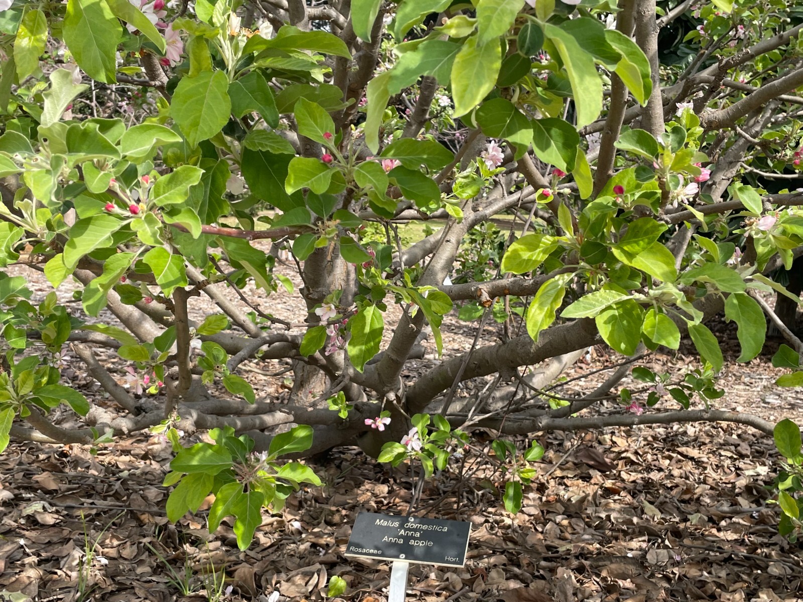 5 Anna Apple STICK CUTTINGS with BUD for GRAFTING or Planting