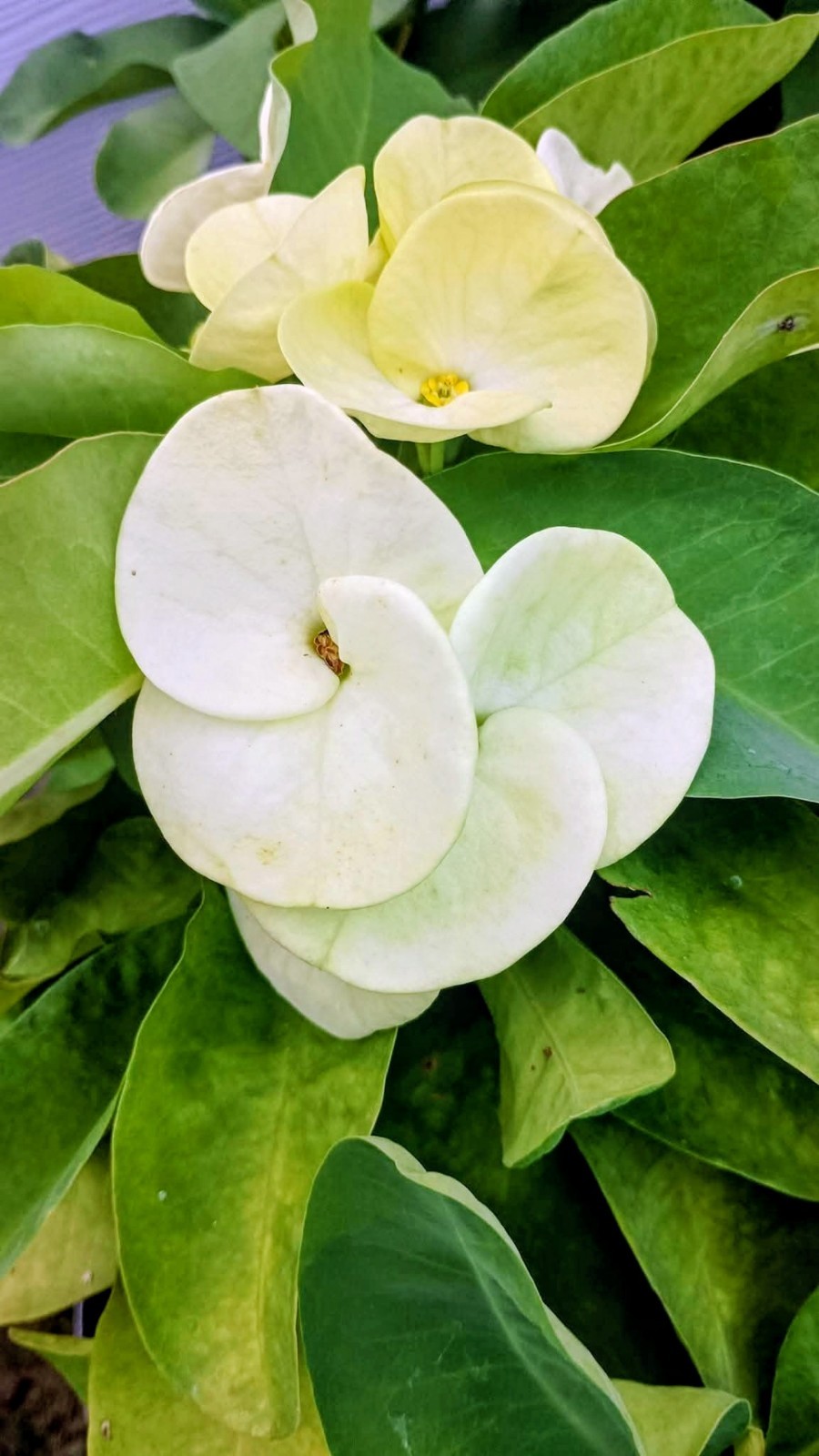 White Jumbo Millionaire Money Crown of Thorns Cutting (1 count/No roots)