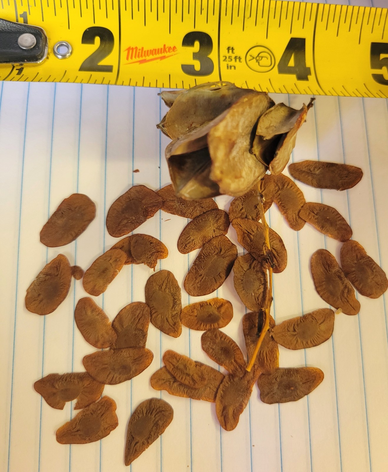 Hard to FIND -25 Dioscorea mexicana fresh seed. june 2026 tortoise shell vine