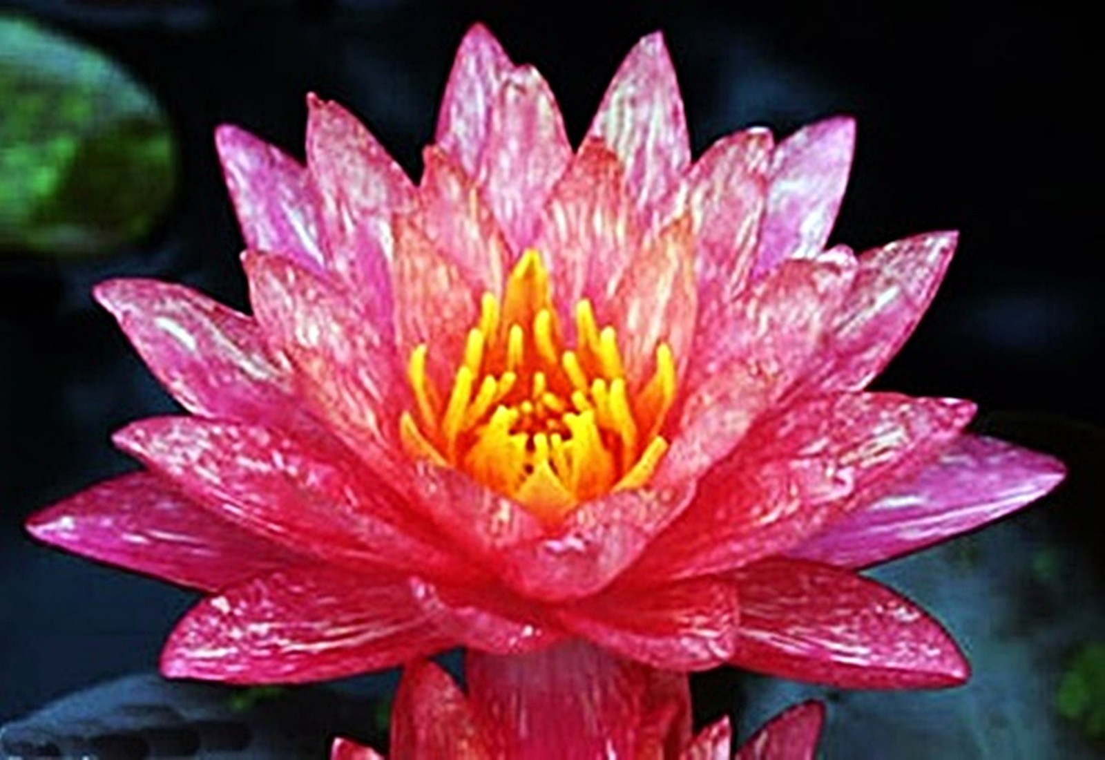 WATER LILY WANVISSA TUBER PLANT – Live Pond Plants SUPER PRICE!!!!!!