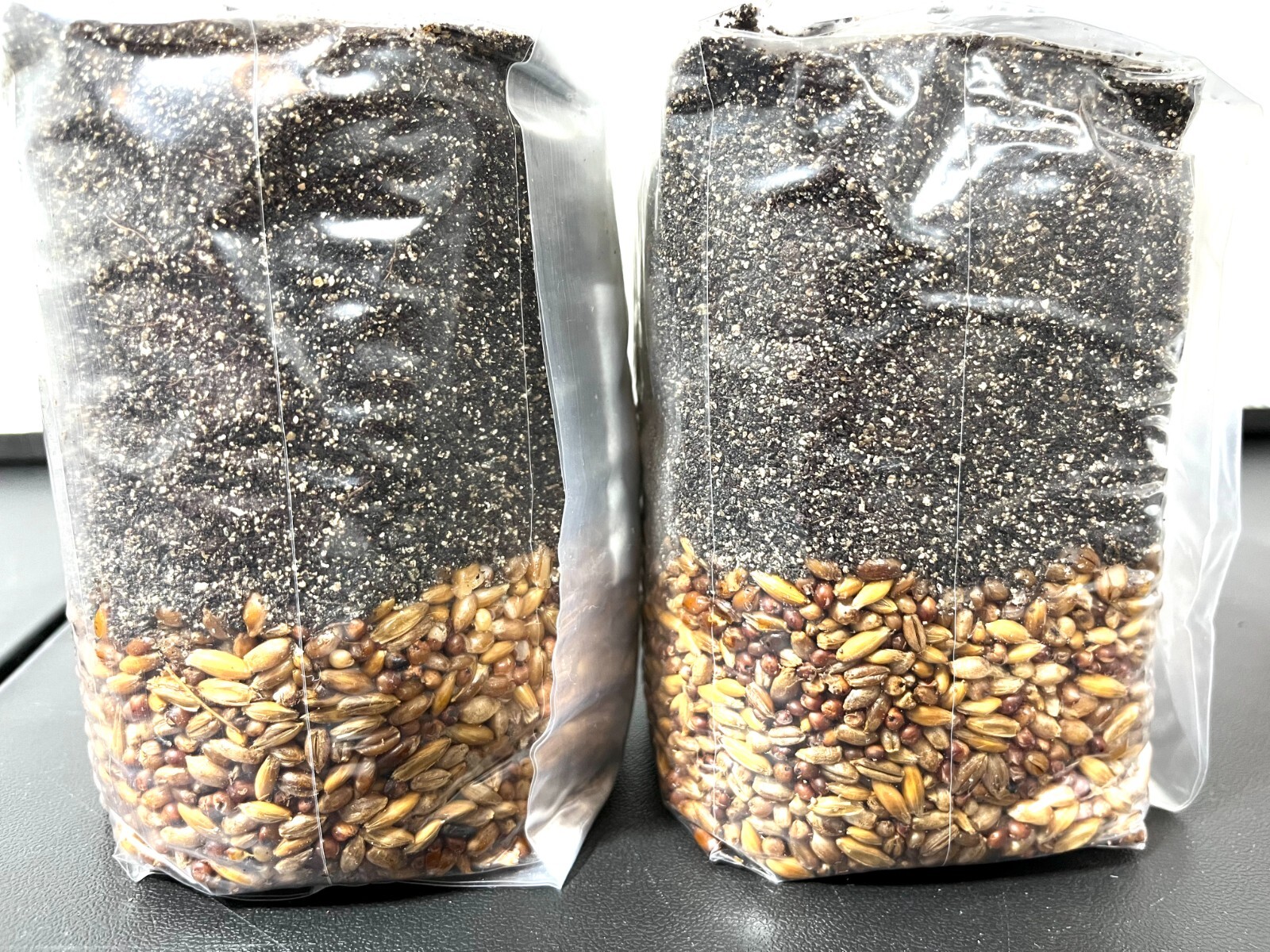 Magical 2lb All in One Mushroom Grow kit Pack of 2