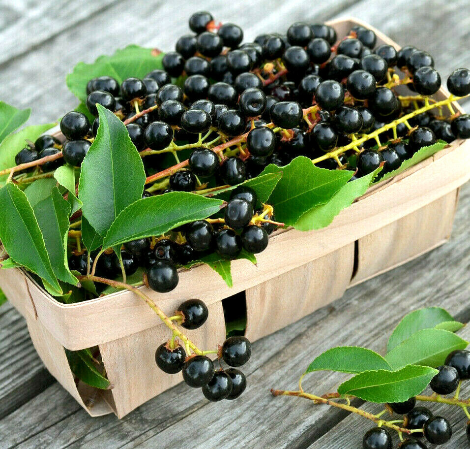 20 BLACK CHERRY SEEDS | SWEET EDIBLE FRUIT | USA Native Tree (Prunus serotina)