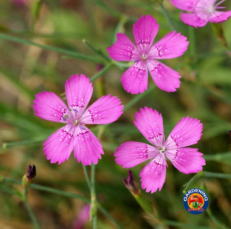 MAIDEN PINKS Flower Seeds Dianthus Mixed Colors Fragrant (1000 to 10,000 SEEDS)