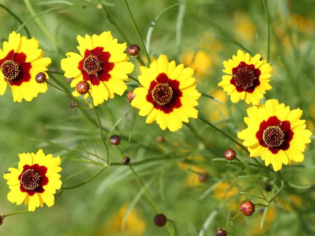 20 Tall Plains Coreopsis (Coreopsis tinctoria)