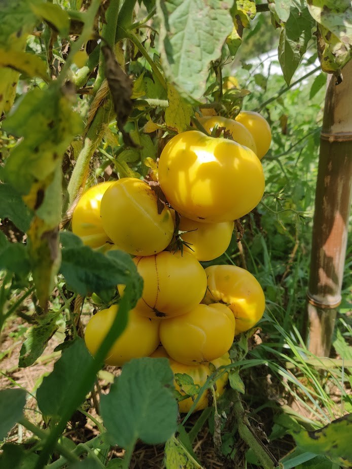 Lot of 4 BIG RAINBOW Live Heirloom Tomato Plants 6 to 8 inches, 60+ Days Old