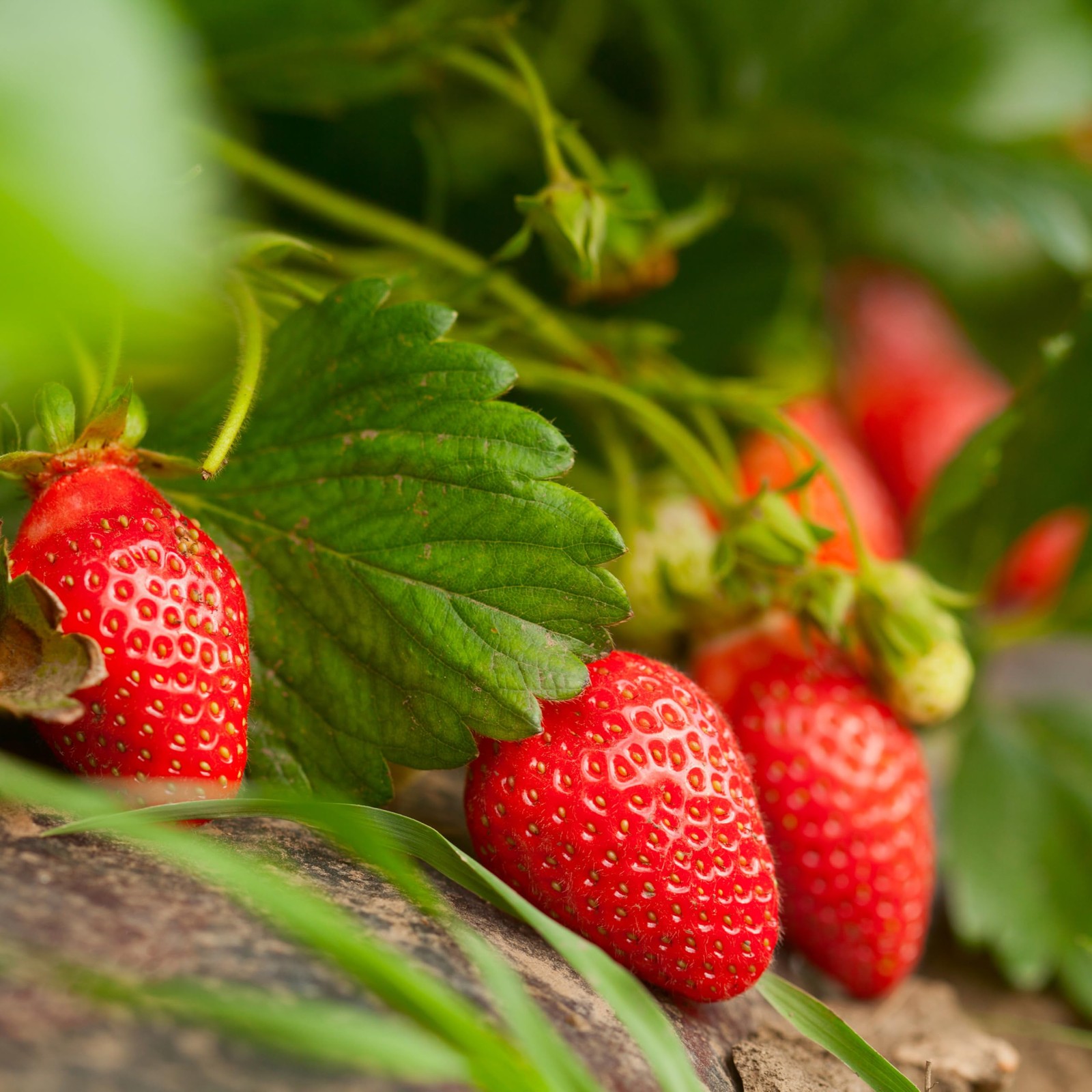 Bonnie Plants Strawberry Live Plant 1 Gal. 2-Pack
