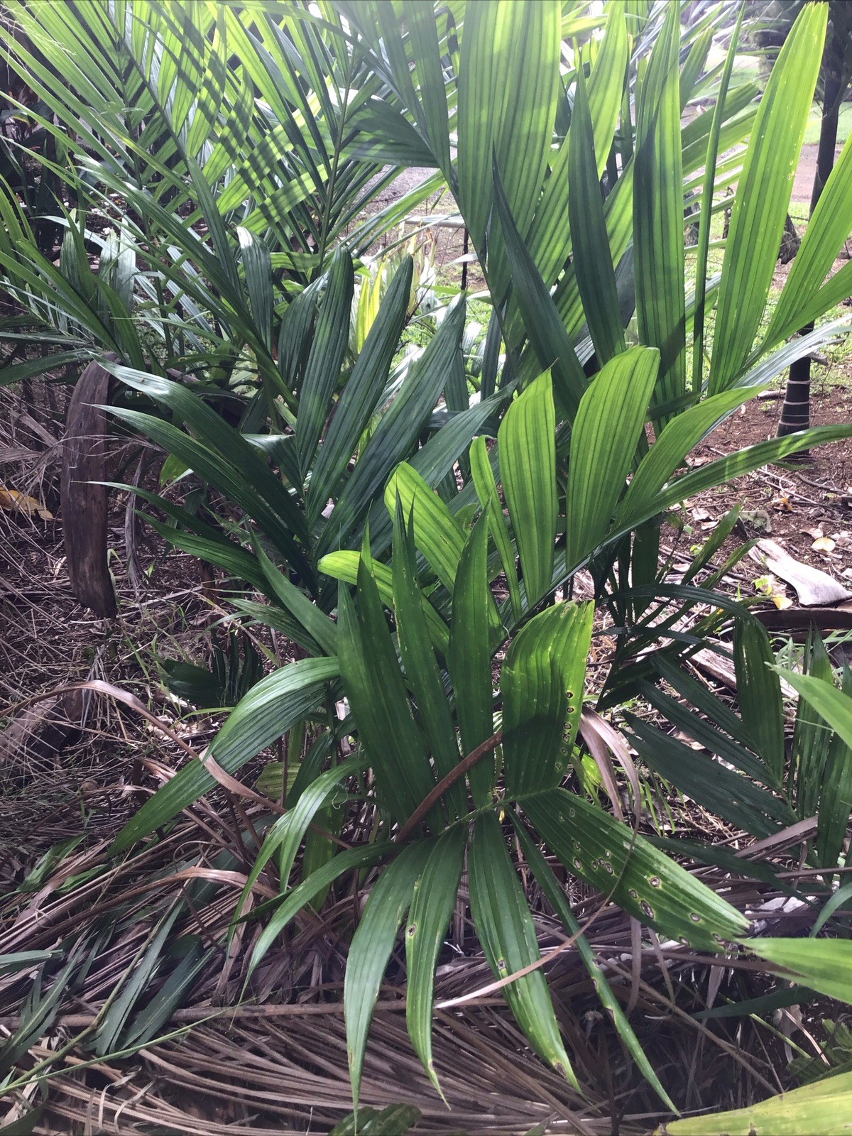 Organic Betelnut Palm Start 12-24” Live Plant Bare Root No Soil Hawaii Grown