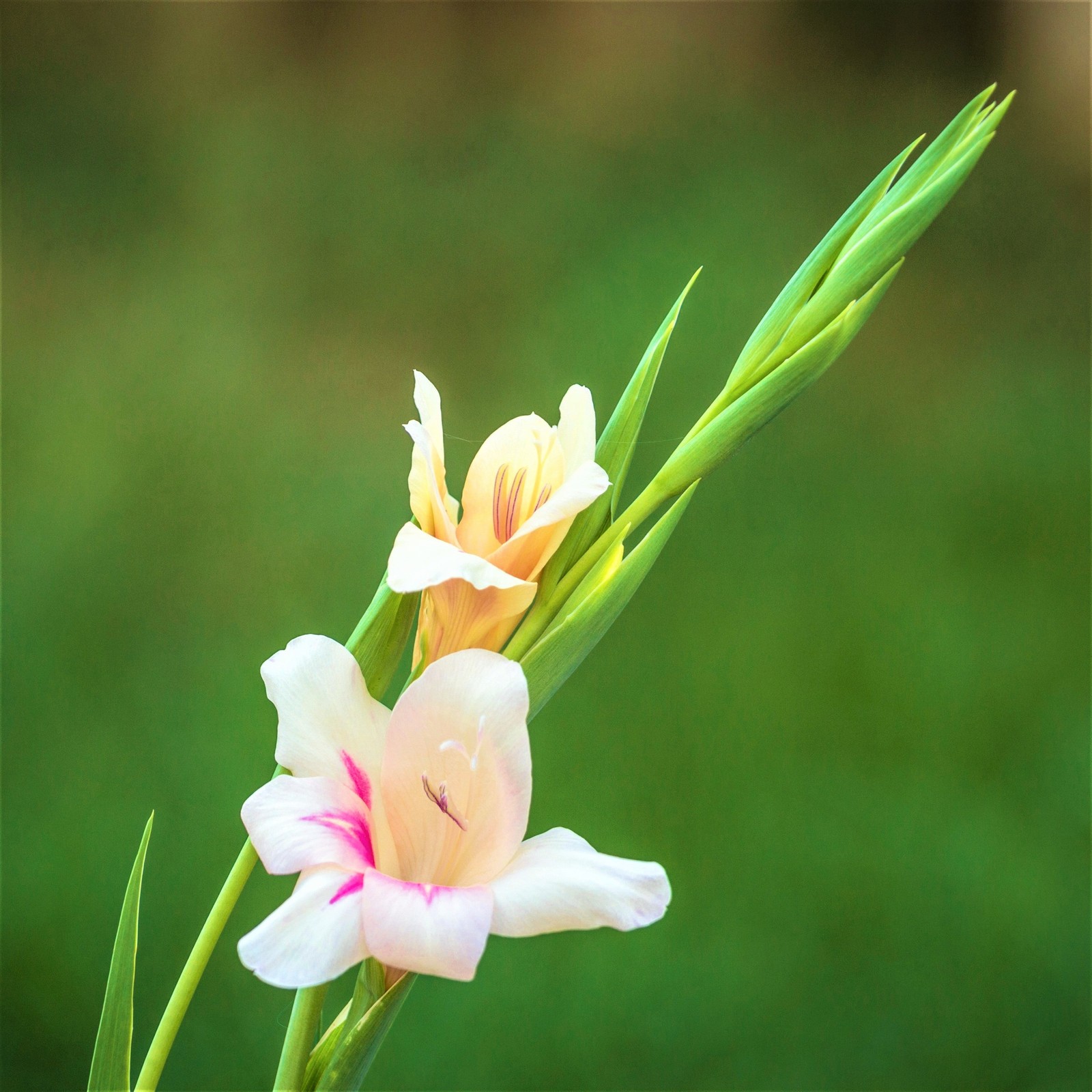 Hardy Gladiolus Nanus Easy to Grow Mix 30 Plant Bulbs, Spring to Summer Flowers
