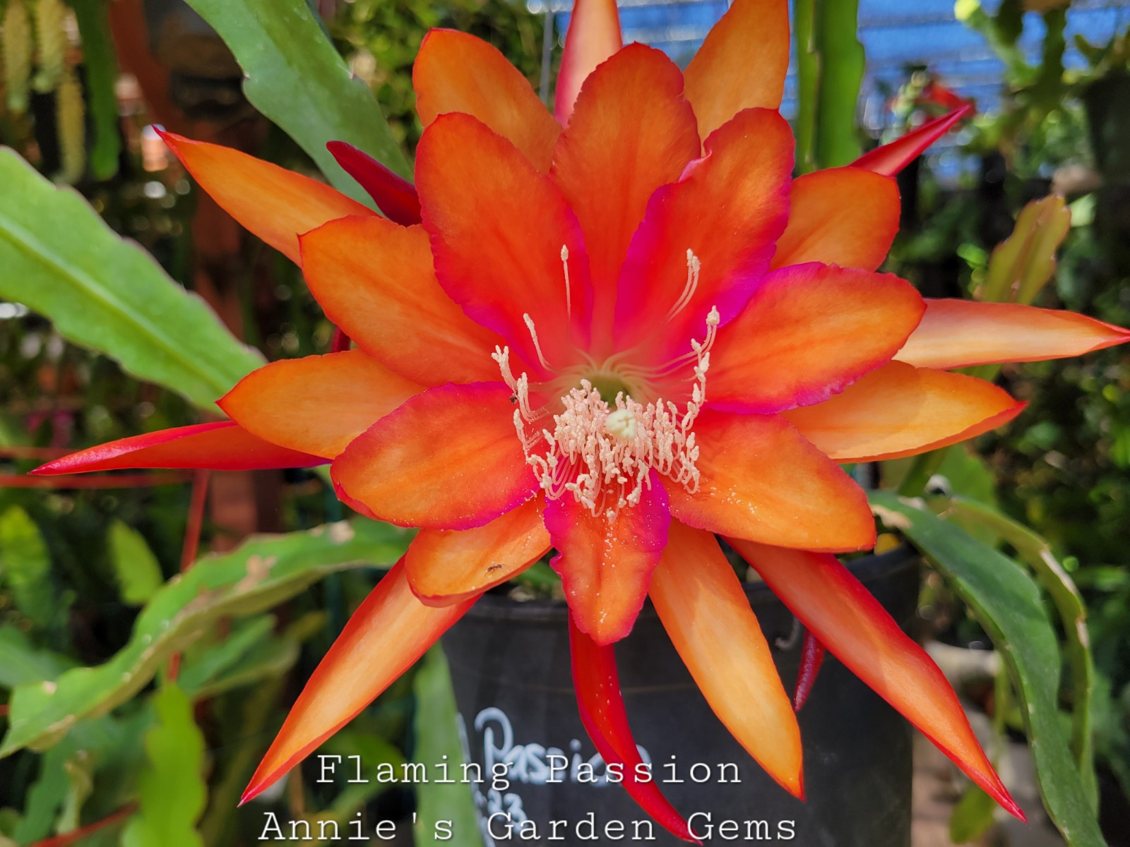 Epiphyllum Flaming Passion Unrooted Cuttings – 8 to 10 inches long
