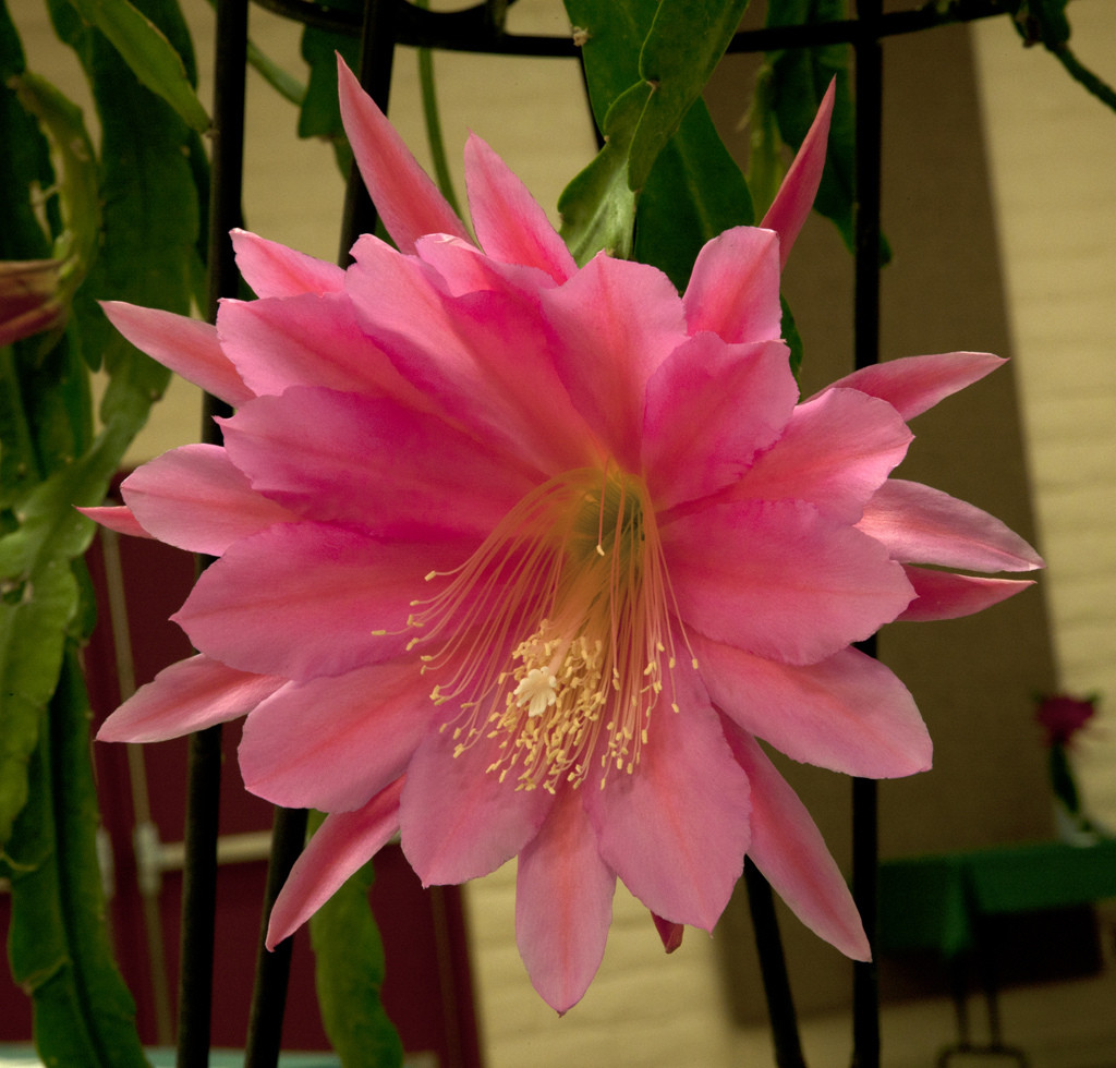 20 Mystery Epiphyllum Orchid Cactus Cuttings, Mixed colors, Assorted – Not Named