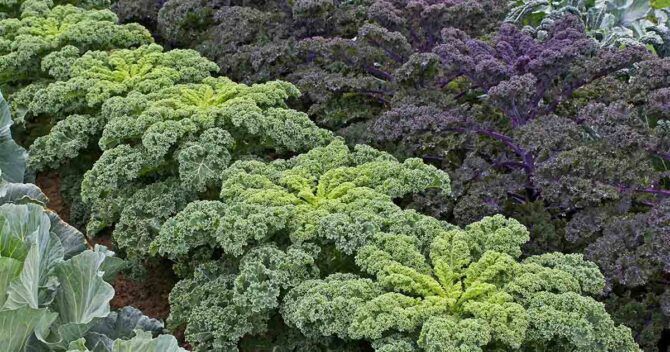 250+ Dwarf Siberian Kale Seeds Heirloom NON-GMO Fresh Seeds for Your Garden