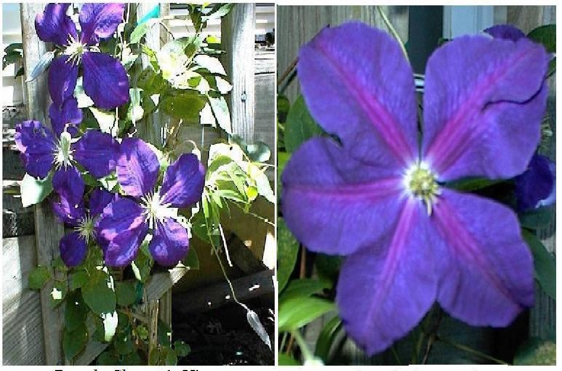 Purple Clematis Flowered Perennial Vine Huge Flowers 25 Seeds USA Home Grown