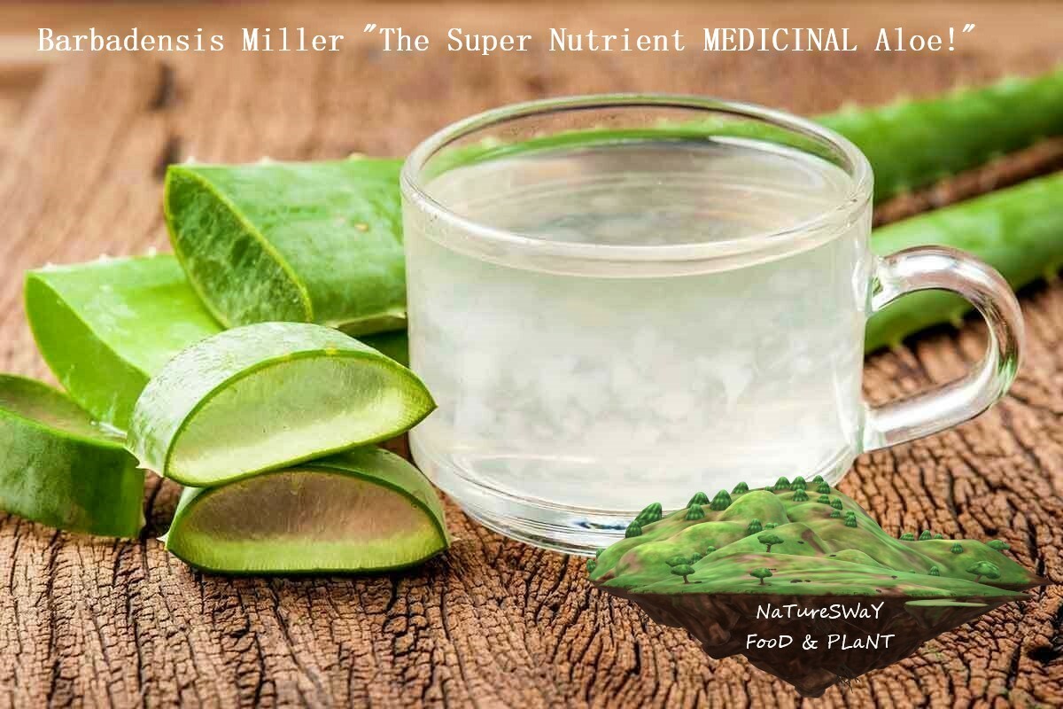 Aloe Vera Gel Barbadensis Organic Leaf, Edible Vitamins Minerals
