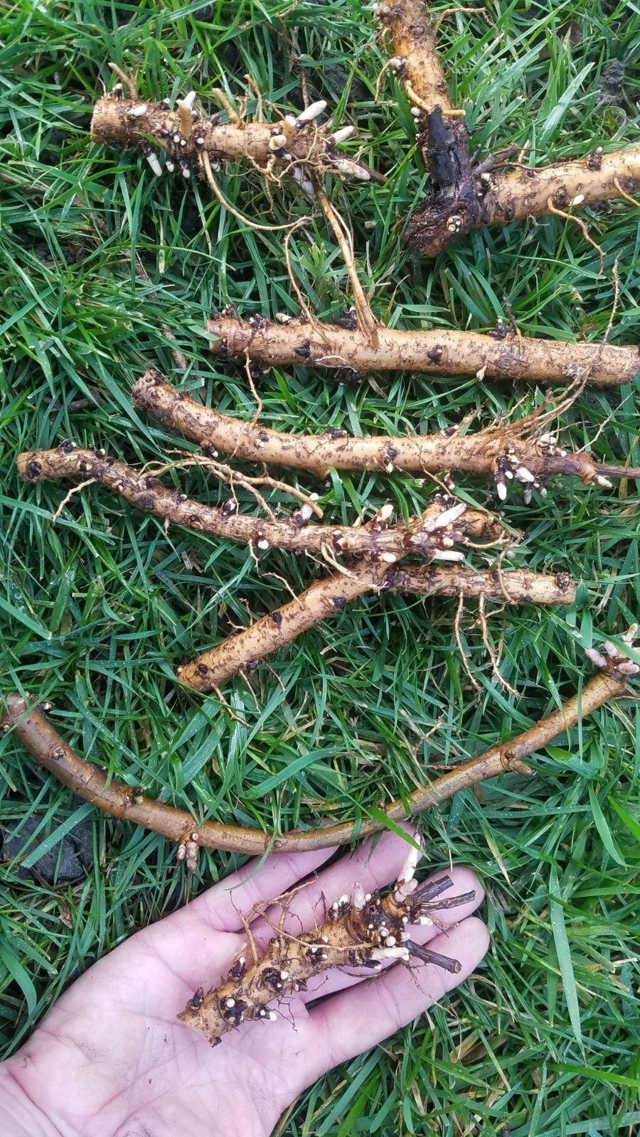 Hop Rhizomes – Cascade, Columbus, Glacier, Nugget, Chinook, Mt. Hood and more