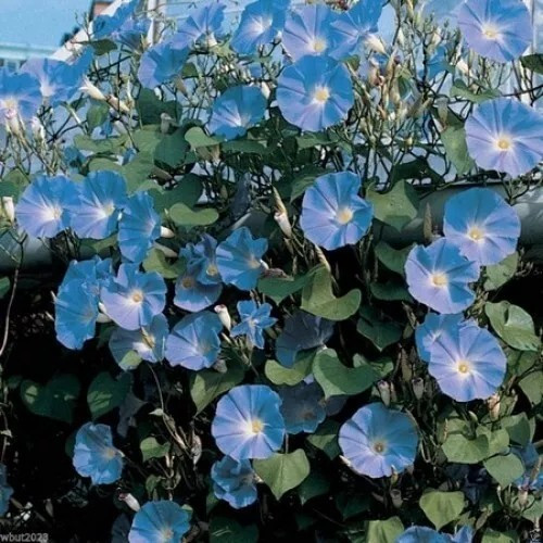 200+ Morning Glory Seeds – Heavenly Blue – Climbing – Beautiful —- FRESH