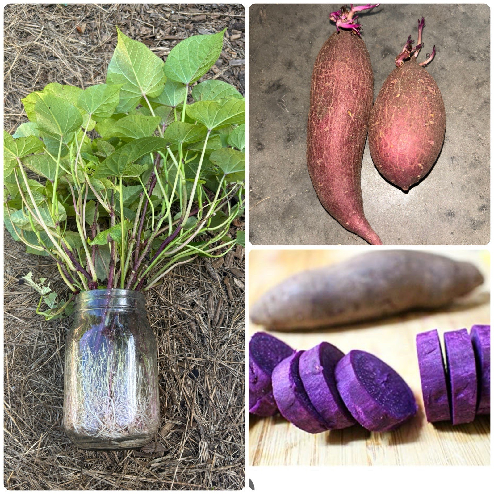 10 Purple Sweet Potato Slips Rooted Cuttings Plants Okinawa Khoai Lang Tím