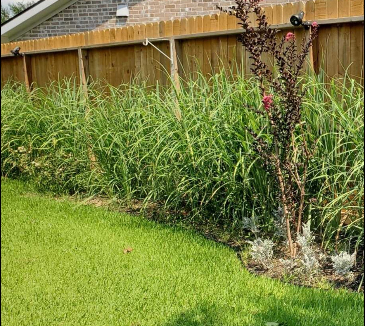 5 Lemongrass LIVE ROOTED STALKS READY TO PLANT, Mosquito Repellent, CITRONELLA