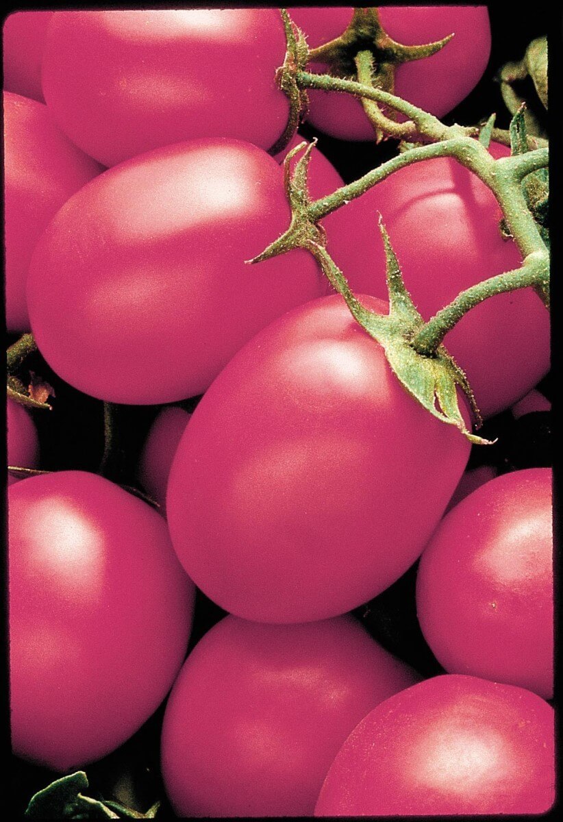 Porter Prolific tomato seeds non-gmo heirloom open pollinated